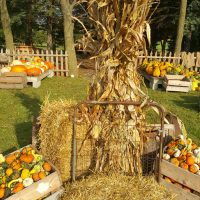 Corn Shocks