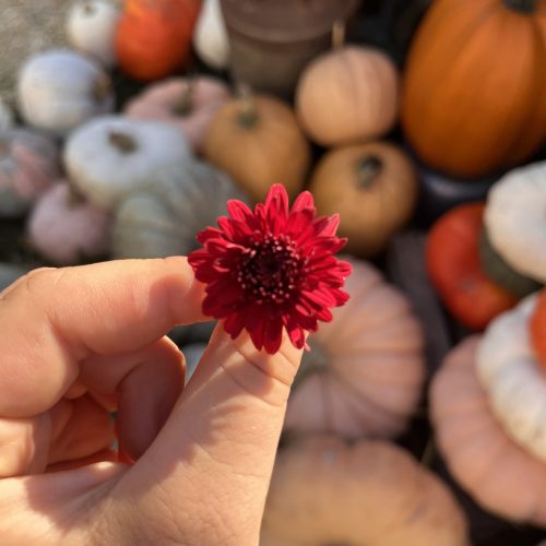 Someone Holding a Small Mum