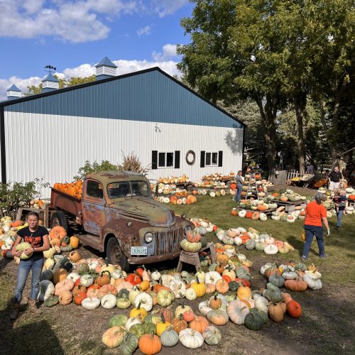 Old Truck on Display with Pumpkins During Setup