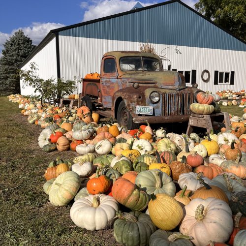Colorful Pumpkins