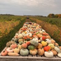 Decorative Pumpkins