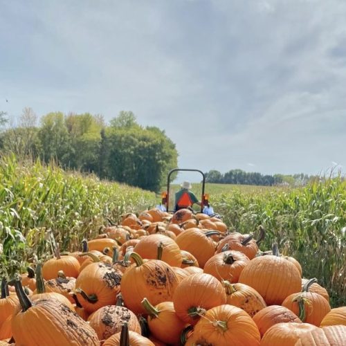 Picking Pumpkins with the Tractor