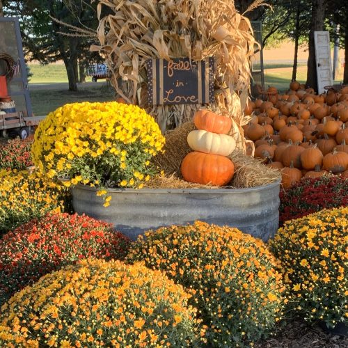 Mums and Pumpkins on Display