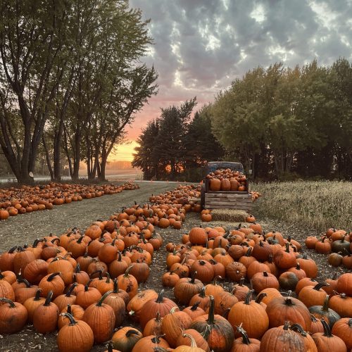 Pumpkins on Display around an Old Truck at Sunset