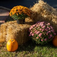 Straw Bales