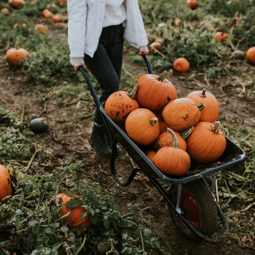 woman-pumpkin-patch-before-halloween